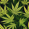 Cannabis 3