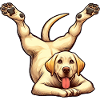 Golden Retriever Yoga & Gymnastics Talent
