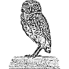 The Owl