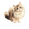 Ragamuffin Chaton Ragamuffin Chat