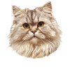 Ragamuffin Chaton Ragamuffin Chat