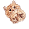 Ragamuffin Chaton Ragamuffin Chat