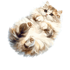 Ragamuffin Chaton Ragamuffin Chat