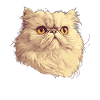 Persian Cat Perserkatze