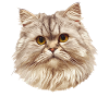 Ragamuffin Chaton Ragamuffin Chat