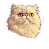 Persian Cat Perserkatze