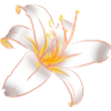WHITE LILYLILY Magic White Lily
