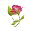 Pink rose with leaves isolated.