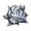 Gray rose with leaves isolated.