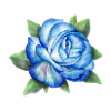 Blue rose with leaves isolated.