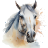 Paard Hoofd Paard Paard Paard Paard Hengst