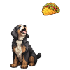 Bernedoodle Staring At Taco