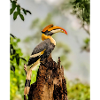 Great hornbill Bird