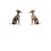 Whippet Dog