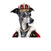 Chien Whippet