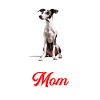 Whippet Dog