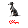Whippet Dog