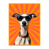 Whippet Dog