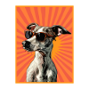 Whippet Dog