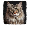 Ragamuffin Kitten Ragamuffin Cat