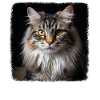 Ragamuffin Chaton Ragamuffin Chat