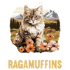Ragamuffin Kitten Ragamuffin Cat