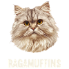 Ragamuffin Chaton Ragamuffin Chat