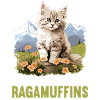 Ragamuffin Kitten Ragamuffin Cat