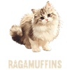 Ragamuffin Chaton Ragamuffin Chat