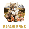 Ragamuffin Chaton Ragamuffin Chat