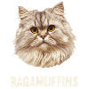 Ragamuffin Chaton Ragamuffin Chat