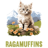 Ragamuffin Chaton Ragamuffin Chat