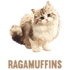 Ragamuffin Chaton Ragamuffin Chat