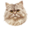 Ragamuffin Chaton Ragamuffin Chat