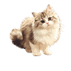 Ragamuffin Kitten Ragamuffin Cat