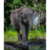 Beautiful Elephant