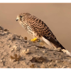 Eagle in desert
