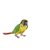Molina Parakeet Parrot Bird Parakeet