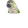 Molinasittich Papagei Vogel Sittich