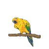 Parakeet Parrot Parakeet Bird