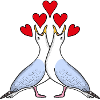 Seagull Love