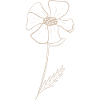 mohnblume