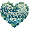 Bloom where you are planted