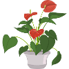 Flamingo Flower