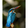 Kingfisher Bird