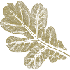 Eichenblatt - Blatt/ Eiche - Natur
