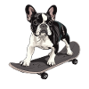Skater French Bulldog