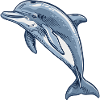 Dolphin