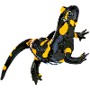 Feuersalamander