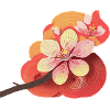 Cherry blossom